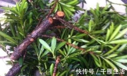 养这“昂贵盆景”不花钱,折1根枝“插”土里,15天生根,长势猛