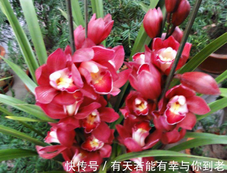 春天养此款花卉,不用操啥心,花色繁多易爆盆,娇艳欲滴