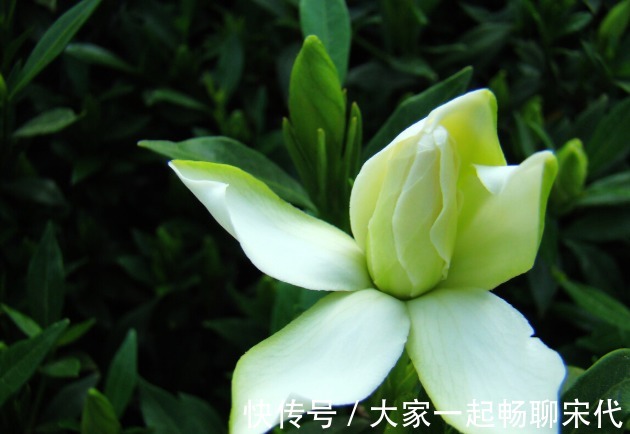 如果不是万不得已,3种花年后再买,省钱又好养