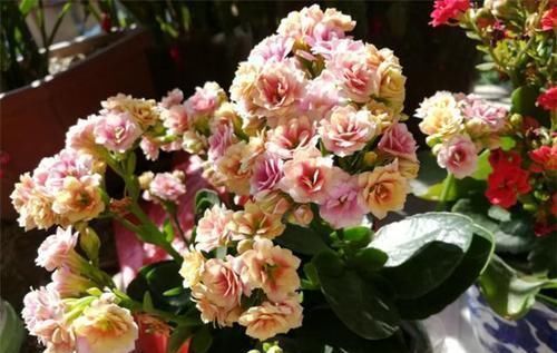 保湿|塑料袋你都扔了真可惜,它可是养花的好宝贝,养一盆旺一盆