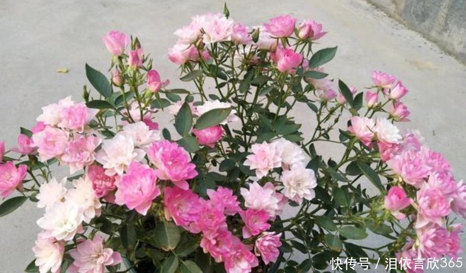 花友|花友最喜欢养的4种花,养护简单极易爆盆,开花多又漂亮!