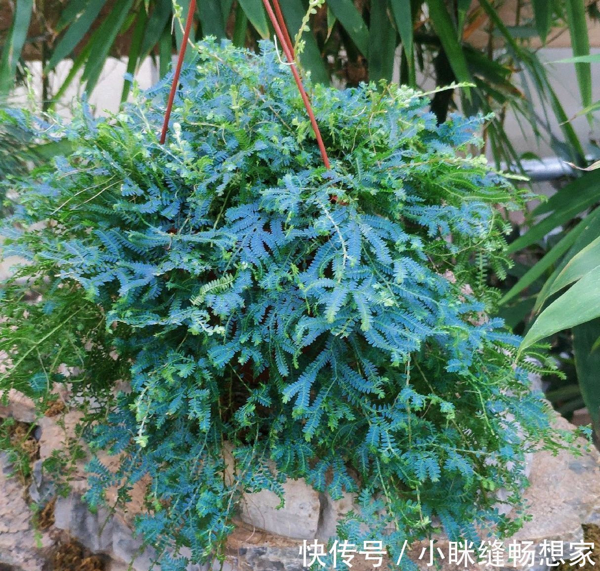 养烦了绿萝吊兰何不养一盆翠云草，喷喷水就能爆盆成瀑布