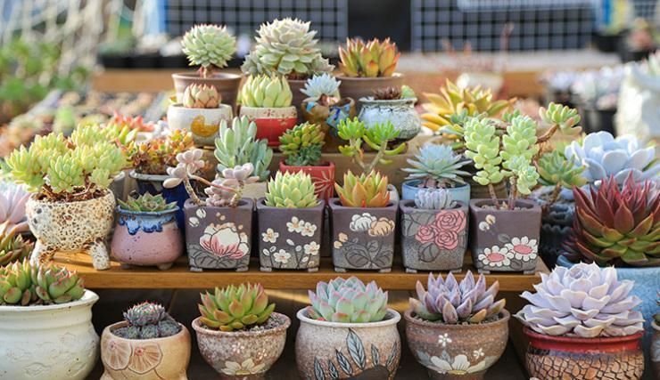 养多肉有3个阶段,幼苗期、生长期、老桩期,每个阶段方法都不同