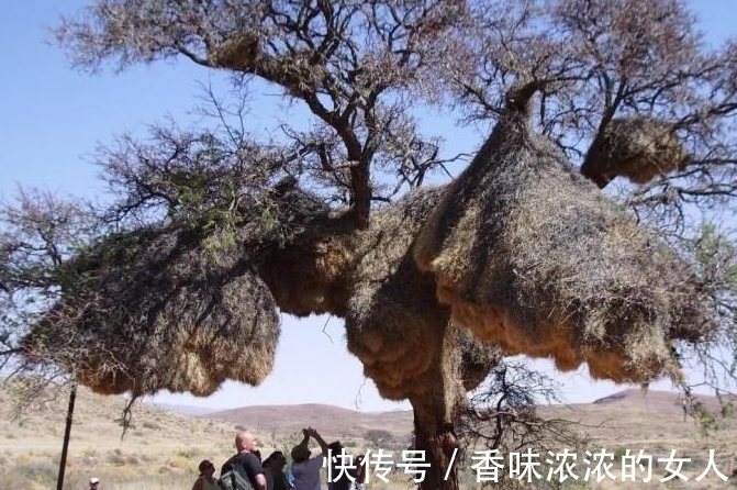 树枝|地球仅存一棵的树，就在中国，其珍贵程度高于国宝