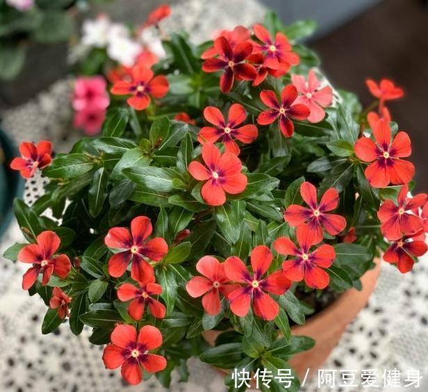 想要夏季养花，用作装饰阳台？盆栽它们，一眼望去美不胜收