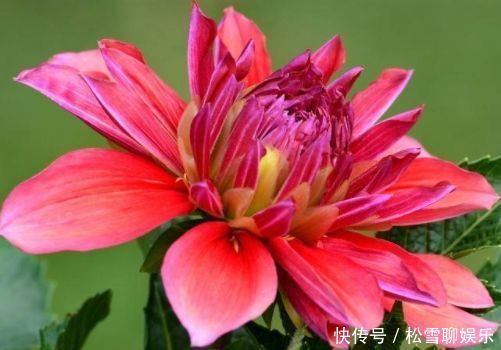 好养易活的几款花卉,花大服盆快,枝头窜满花苞