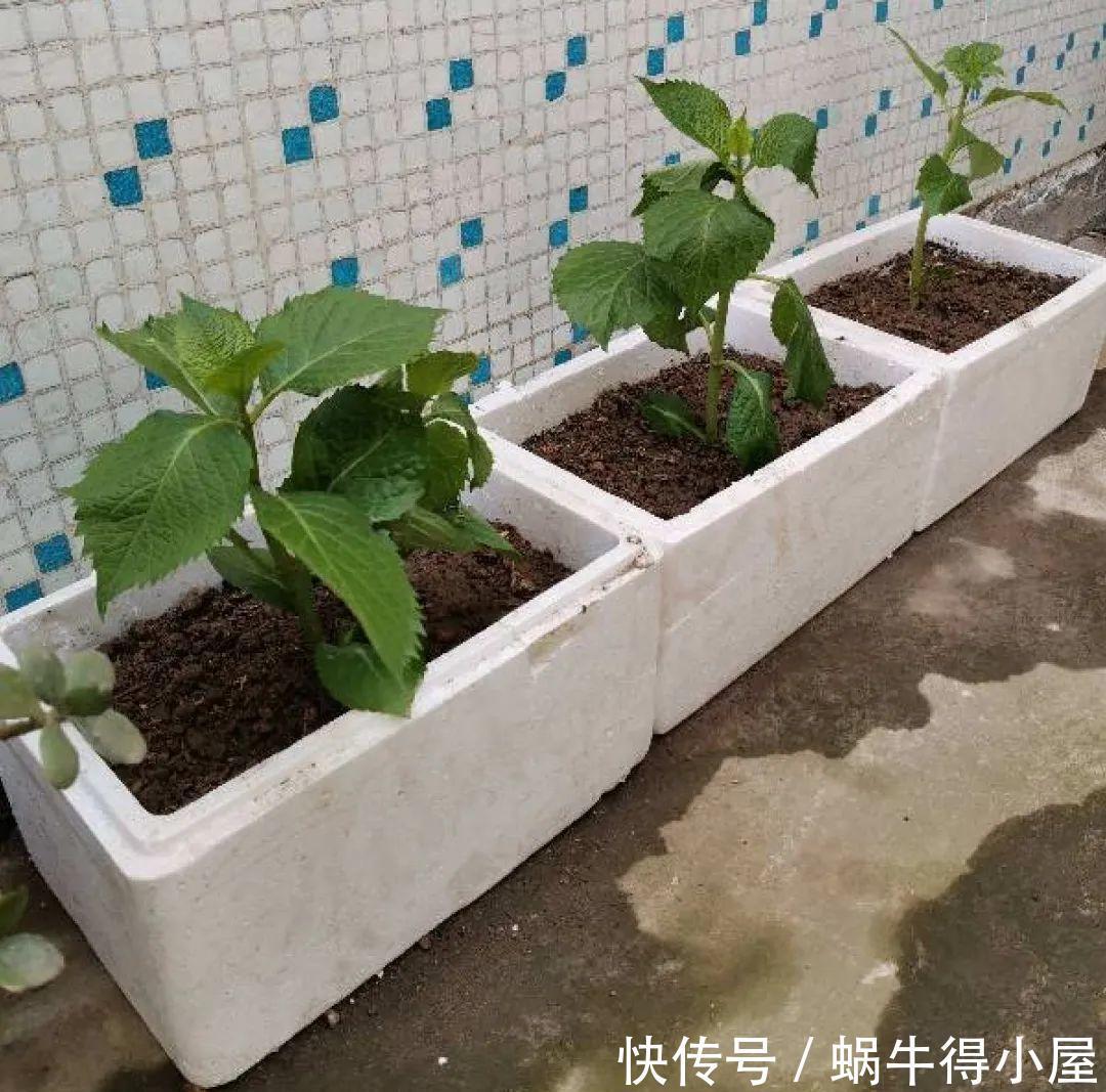 牡丹|这现在不能换盆的花,土一松就没命,白养大半年