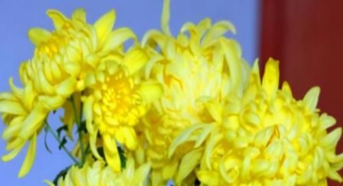 冬天养生正当时，多吃以下3种“养生菜”，好处数不胜数