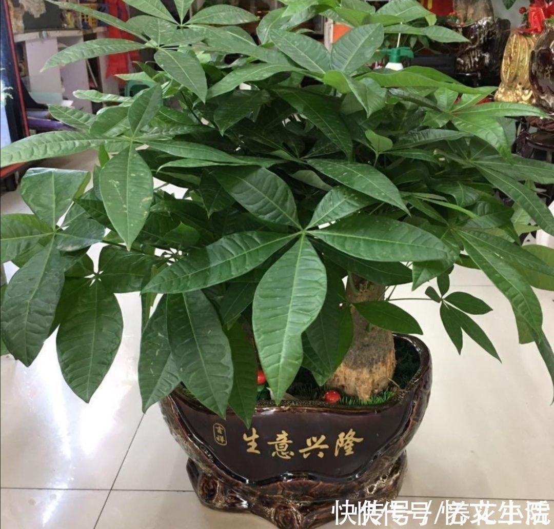 养花|养花不如养树,5种“富贵树”,摆在家里招财又旺宅