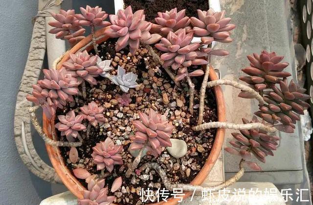 别担心,4款多肉室外养,冬季再冷也不怕,叶片肥厚鲜艳,很漂亮
