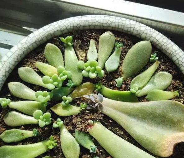 叶插多肉技巧分享掌握4个要点，一片叶子就能生根发芽成株
