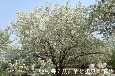 八棱海棠是美化风景的首选观赏树，有极高的观赏价值