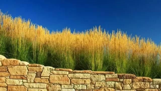  花境|花有“花境”，草有“草境”！