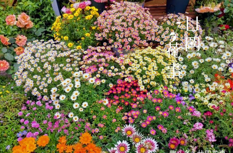 6种花,适合女生阳台党,花期长花量大,阳台轻松变“花海”