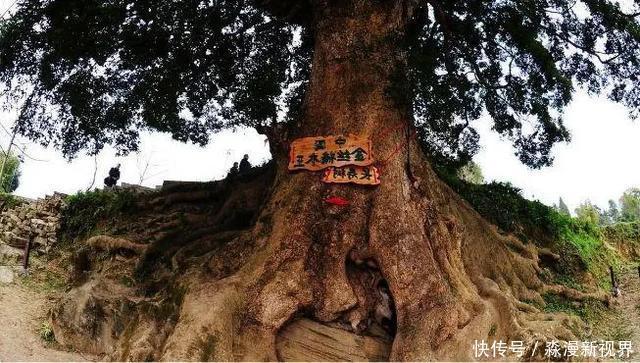 大红袍|中国最贵的三棵树，前两棵配有警卫，最后一个却有点不一样
