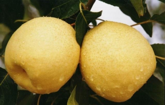 家族|皇帝刁难此家族,赏2个梨让900多族人分吃,结果皇帝:服了!