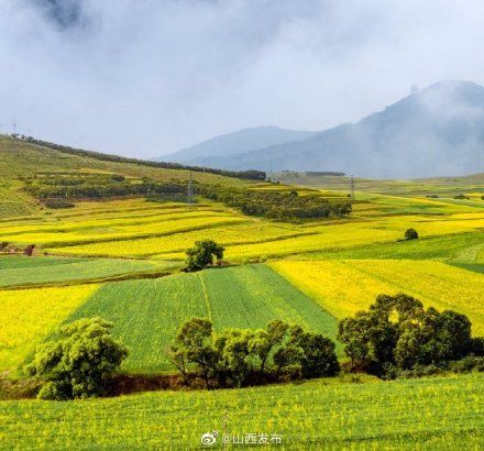 朔州市|朔州万亩黄花盛开喜迎游客