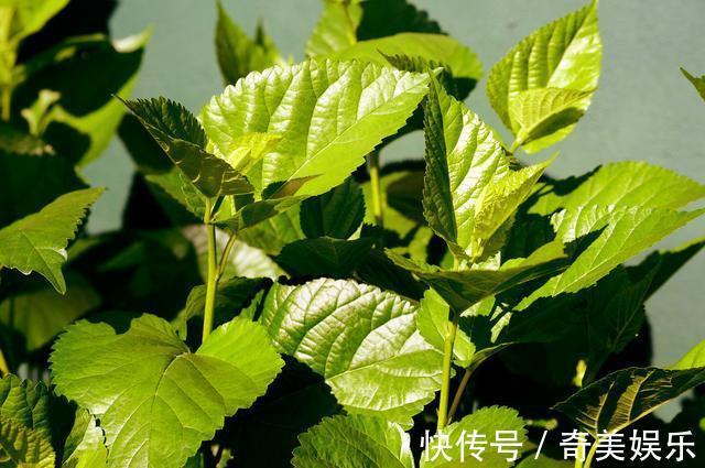 慢性疾病|高血压低龄化，多喝1种水，喝10个降9个，专属年轻人的降压药