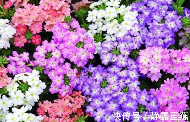 三角梅|4种花就适合现在养，花朵多、花期长，新手懒人都养得好！