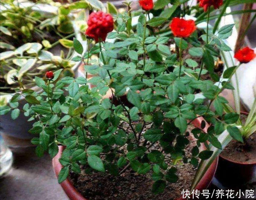 家庭养花有讲究,这三大类花卉,建议别在室内养