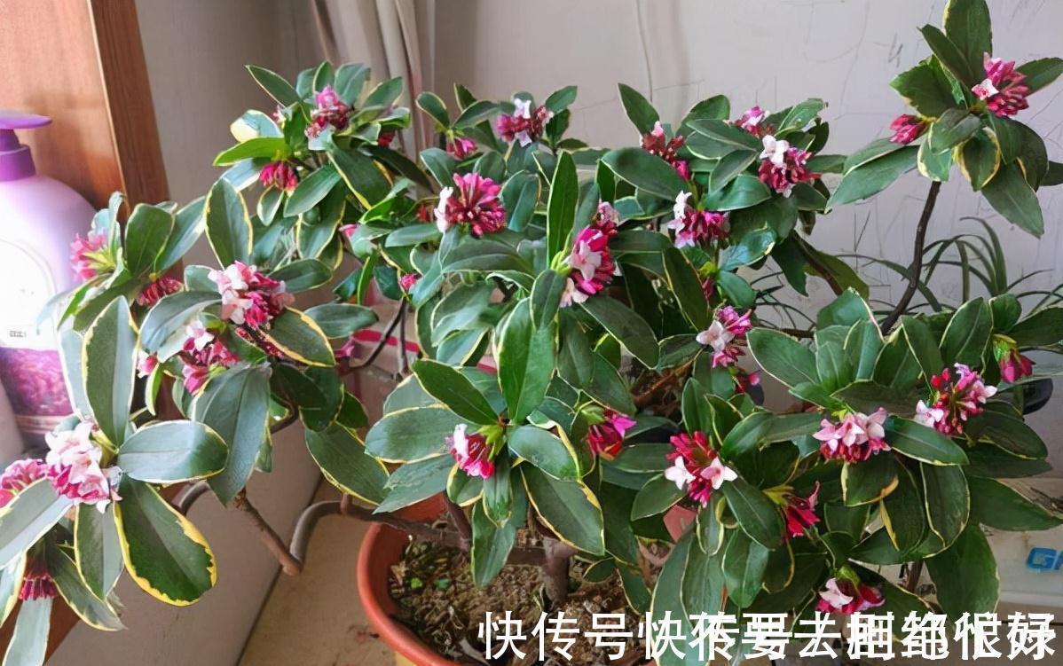 五种“吉祥花”,建议养一盆,不仅寓意好,还利于健康