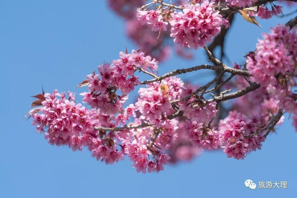 樱花|这个地方的冬樱花开了，错过又要等一年！