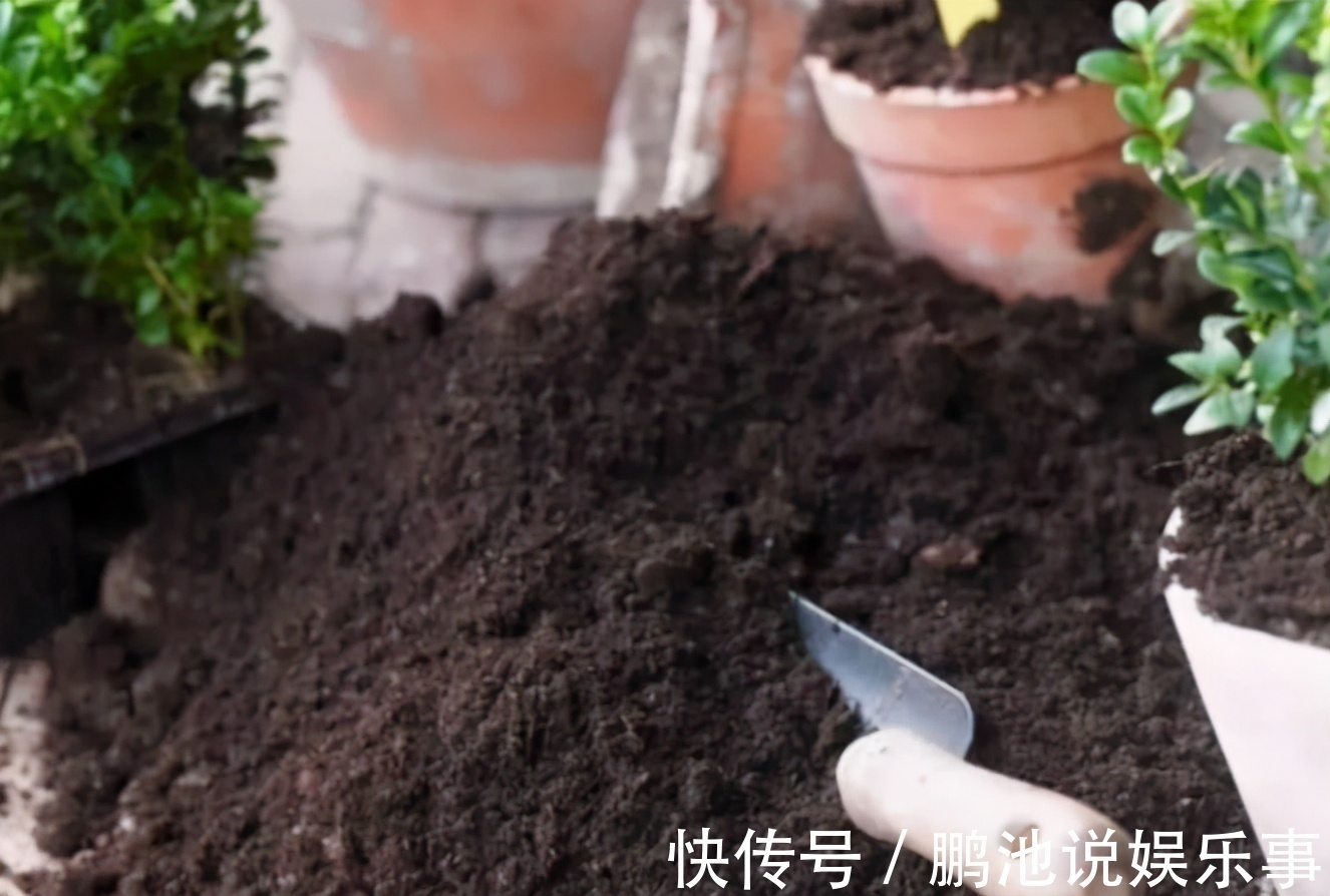 花肥|野外随便捡回家的松针,需要经过哪些“加工”才能养花补肥?