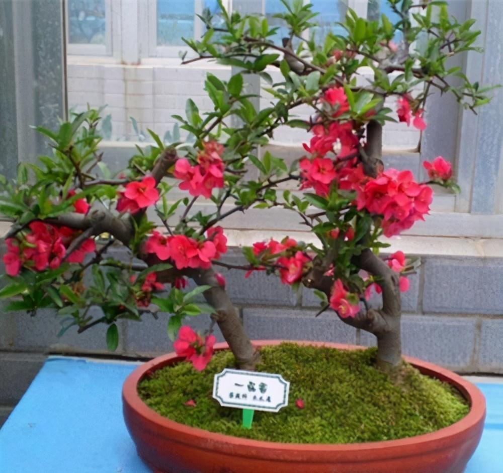 天气温差变化大,就养这种花卉,耐寒又耐旱,只要浇点水就能活