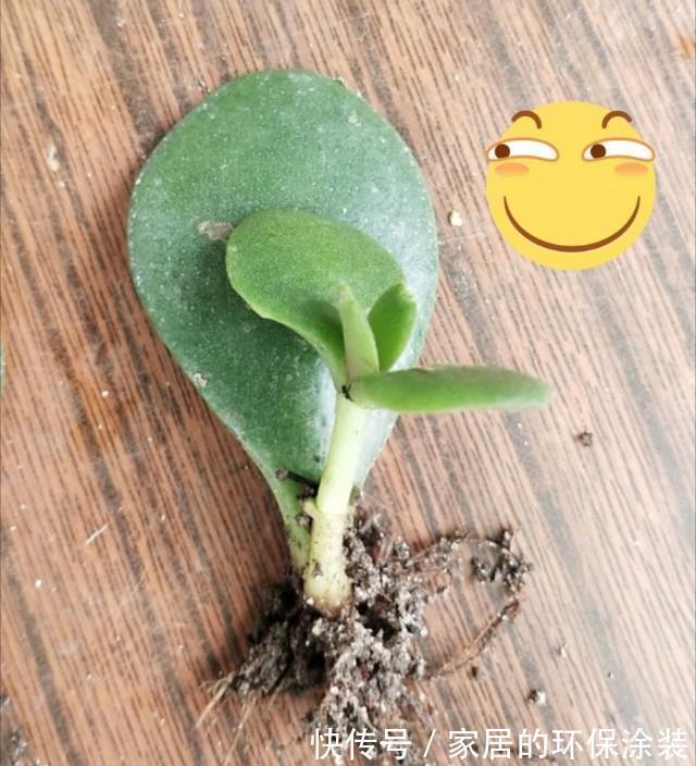 盆栽玉树要如何修剪,剪得一片叶子不留还能活吗