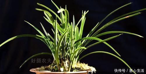 害虫|用什么可以去掉腐叶土里的虫？兰友：1块钱就解决