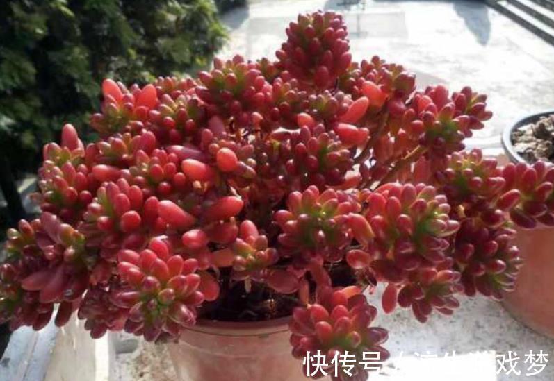 6种经典的普货多肉,好养好看易繁殖,秋冬养出极致状态,真美