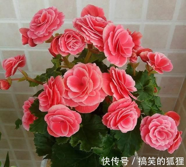 杜鹃花|5种花叫做“度夏难”,到了夏天就黄叶干枯,花友年年养年年买