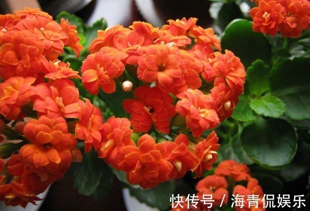养长寿花时,避开2大“雷区”,植株越长越旺,花多叶茂轻松爆盆