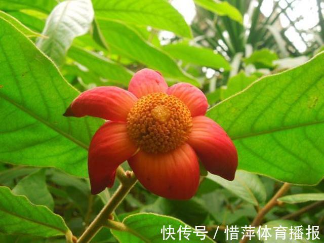 腰腿疼痛|农村无人问津的野果,消肿解毒,治疗腰腿疼痛,吃到就是捡到宝了