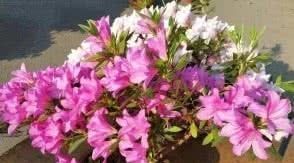 爆盆|什么腐叶土都“不如”这种土,名副其实养花“万能土”,养啥都“爆盆”