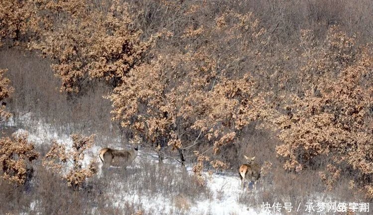 阿旗|【影像阿旗】雪地生灵—野鹿