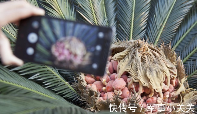 剧毒|在乡野分布有5种野果,全都含有“剧毒”,遇到千万不要采摘误食