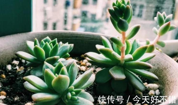 伤口|多肉徒长了怎么办,给它剪一刀,肉肉就会爆出一圈芽