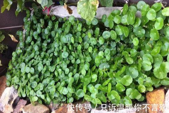 养花技巧铜钱草养在这，7天就爆盆，叶子长成巴掌大！