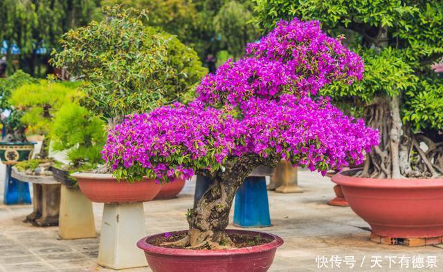 移栽|三角梅老根不要丢,4步做成根艺盆景,价值翻倍