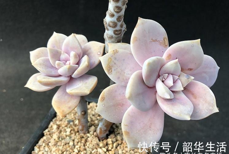 华丽|紫色系多肉华丽风车,夏季也不会轻易褪色,值得我们所有人养一盆