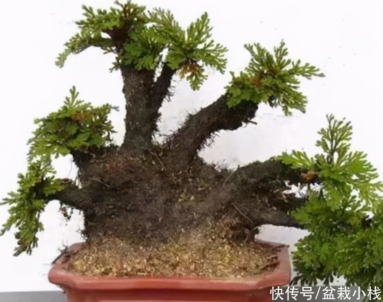 院子|家里带院的,4种盆景要安排上,大气撑门面