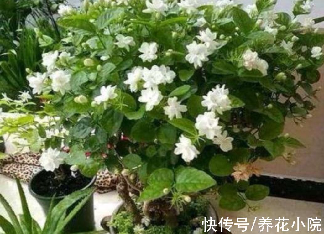 四种花,春天别忘“修剪”,新枝长得壮,孕蕾开花多