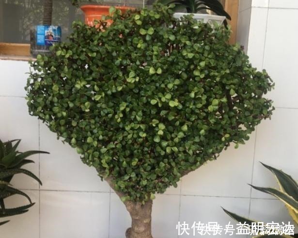 修剪|金枝玉叶这么剪,越剪越好看,变成盆景老桩,越养越值钱!