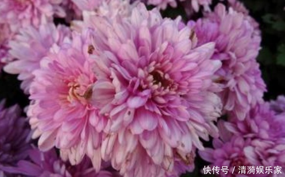 喜欢养菊 不如养盆 欧洲小米菊 水晶粉 花色淡雅 室内盆栽养 快资讯 喜欢养菊 不如养盆 欧洲小米菊 水晶粉 花色淡雅 室内盆栽养 快资讯