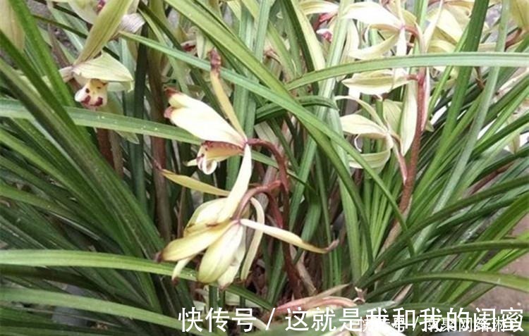 生根|养兰花,给它喷点“生根水”,大白根直冒,长得肥肥壮壮!