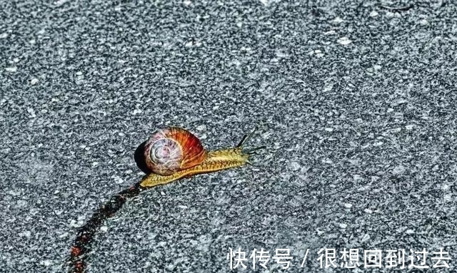 过敏体质|千元一次的“蜗牛爬脸”，真能美容吗？