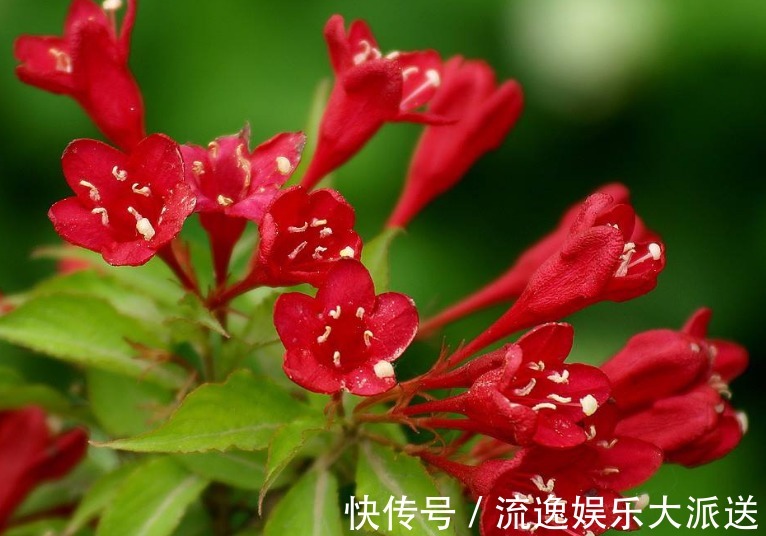 绚烂|此花花色绚丽,花朵犹如一簇缀满彩霞的锦带,寓意着人生绚烂多姿