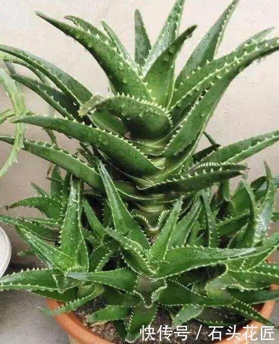 吊兰|这4种花“生崽”高产量,长1年撑破花盆,1次分出20棵