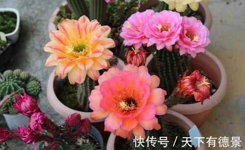 花卉|5种“漂亮花”，平时少浇水，旱不死，开花更准时